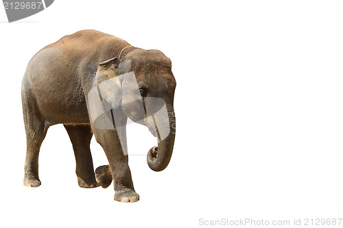 Image of Elephant isolated white background.