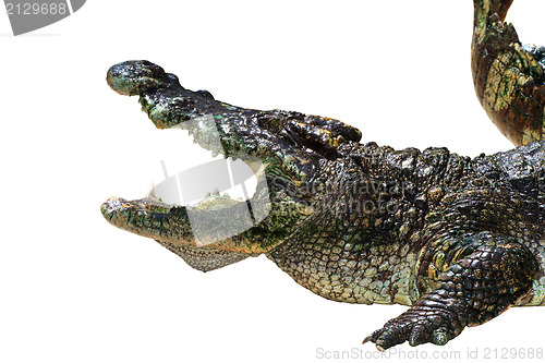 Image of Crocodile isolated on white