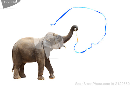 Image of Elephant isolated white background.