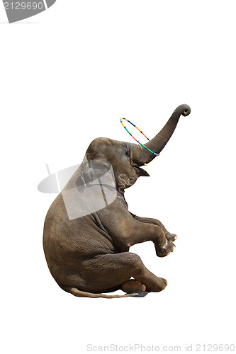 Image of Elephant isolated white background.