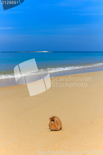 Image of coconut on the beach