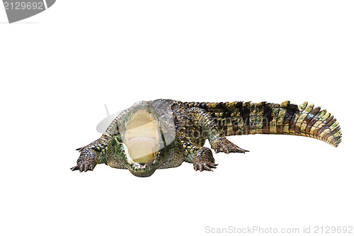 Image of Crocodile isolated on white