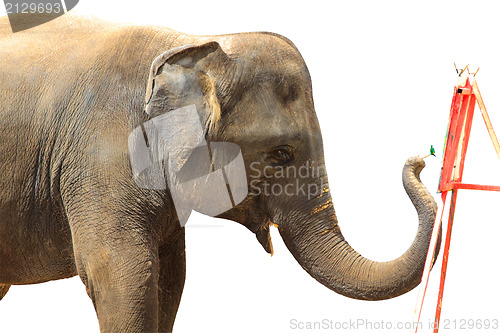 Image of Elephant isolated white background.