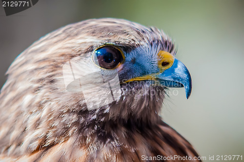 Image of Harris Hawk  