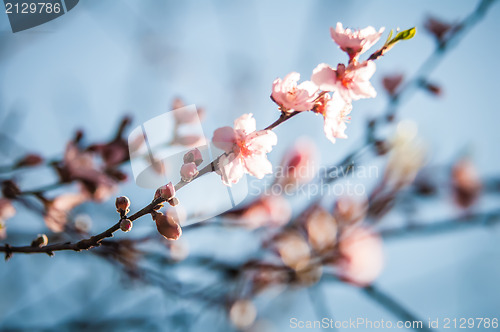 Image of spring peach tree blossom