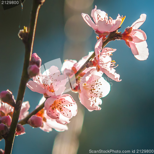 Image of spring peach tree blossom