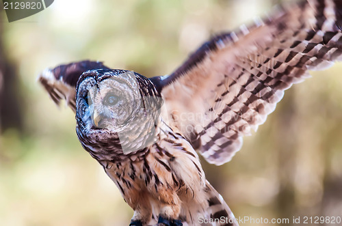 Image of Owls are the order 