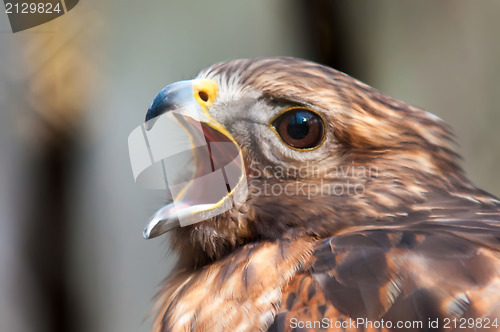 Image of hawk raptor