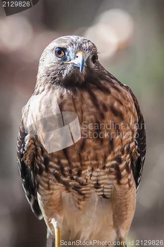 Image of Harris Hawk  