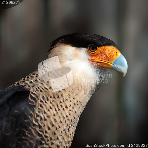 Image of crested caracara