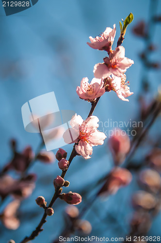 Image of spring peach tree blossom