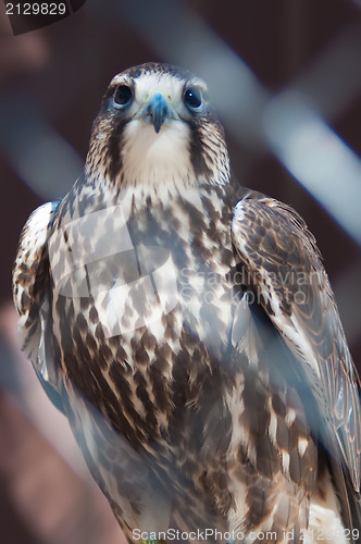 Image of saker falcon