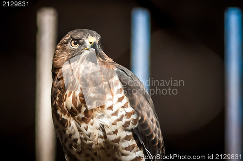 Image of hawk raptor