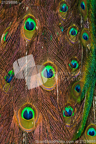 Image of Peacock feathers