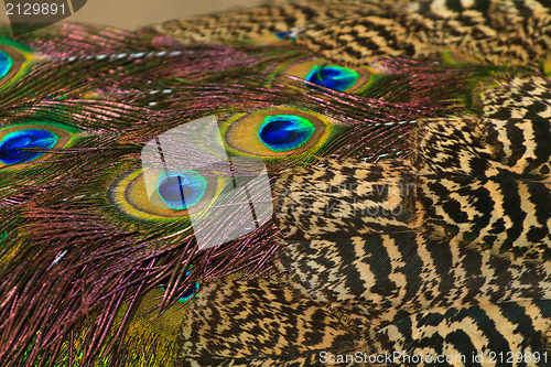 Image of Peacock feathers