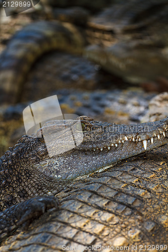 Image of Crocodiles in water