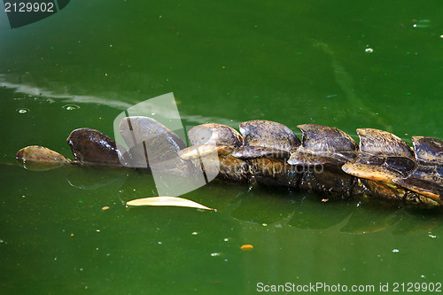 Image of Crocodiles in water