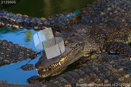 Image of Crocodiles in water