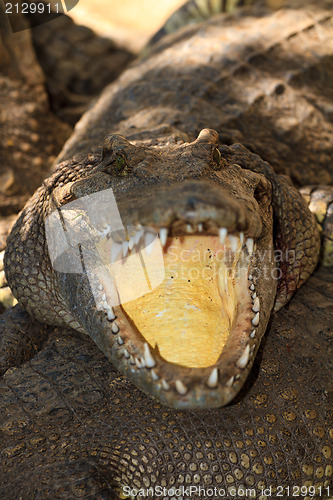 Image of Crocodiles in water