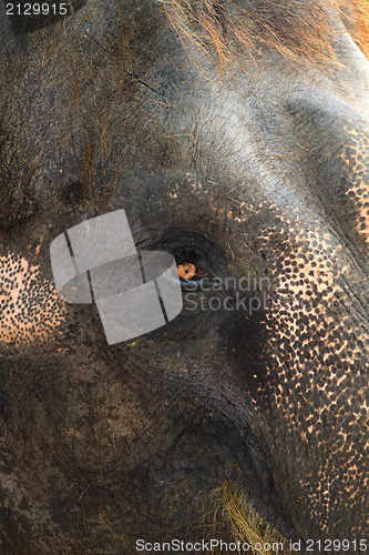 Image of asia elephant portrait