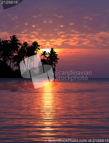 Image of sea and coconut palm