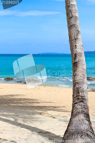 Image of sea and coconut palm