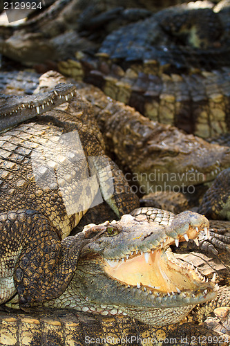 Image of Crocodiles in water