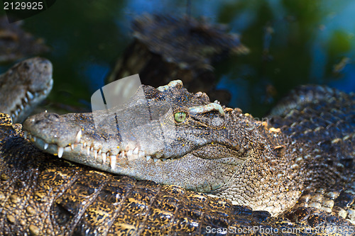 Image of Crocodiles in water