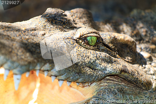 Image of Crocodiles in water