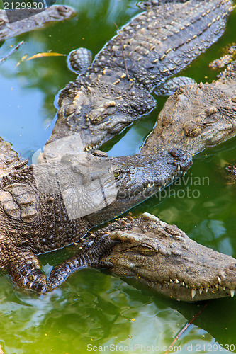 Image of Crocodiles in water