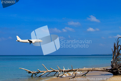 Image of sea and coconut palm