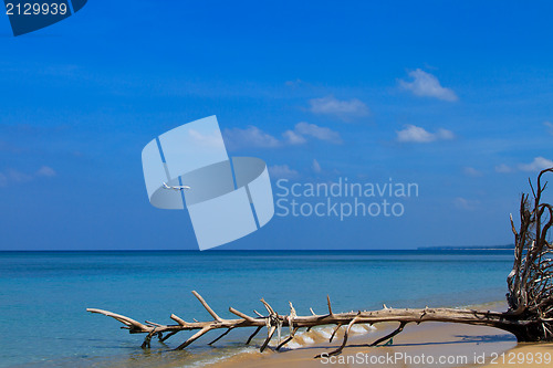 Image of sea and coconut palm