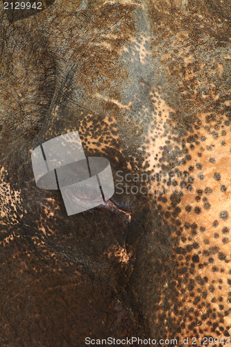 Image of asia elephant portrait