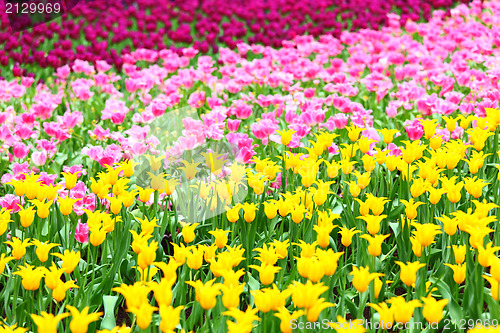 Image of tulip flower 