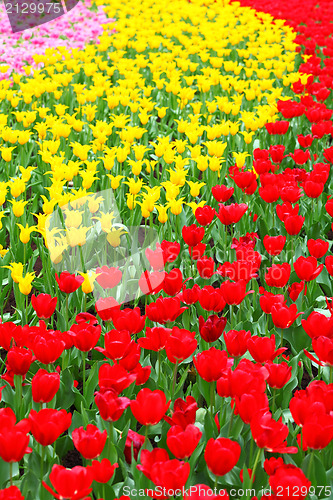 Image of tulip flower 