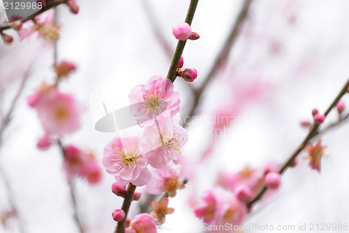 Image of cherry blossoms 