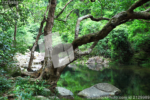 Image of forest with water and tree