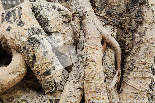 Image of tree roots