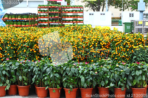 Image of flower fair for chinese new year