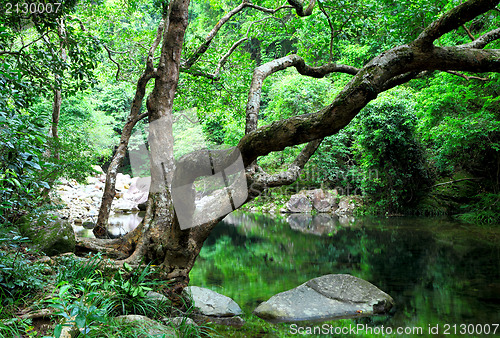Image of tree and water in jungle