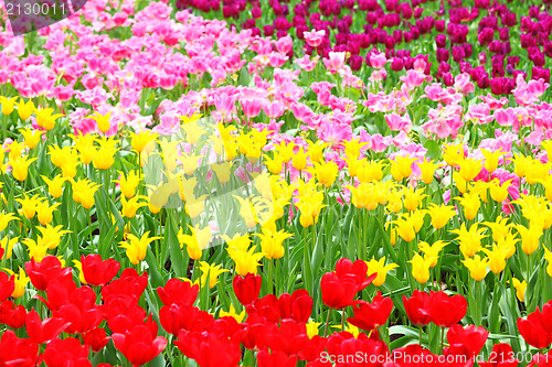 Image of tulip flower