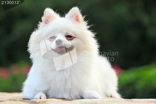 Image of White Pomeranian dog