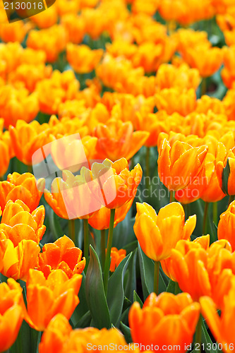 Image of tulip flower