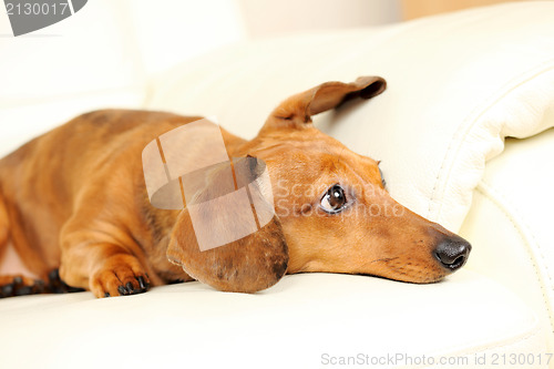 Image of dachshund dog on sofa