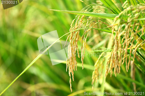 Image of Paddy Rice