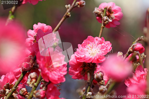 Image of peach blossom , decoration flower for chinese new year