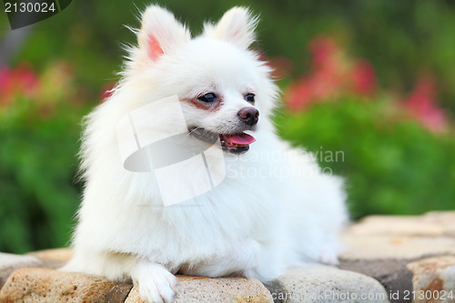 Image of White Pomeranian dog