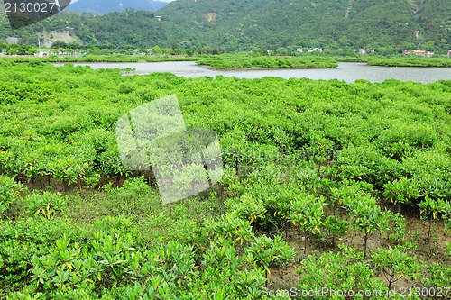 Image of Red Mangroves