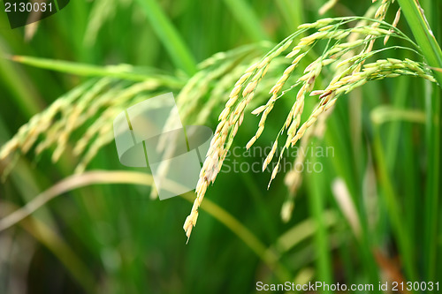 Image of Paddy Rice