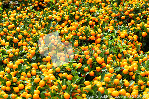 Image of chinese kumquat for chinese new year